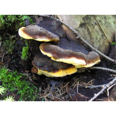 Мицелий Трутовика пахучего / Глеофиллум пахучий (Gloeophyllum odoratum)